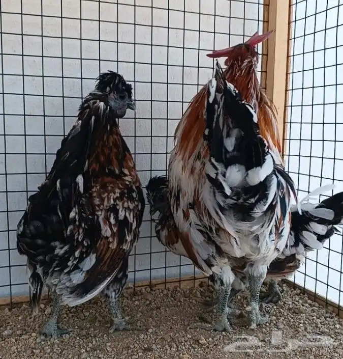 طقم حباحب مستوى ولون جميل ((( تم البيع ))) 10