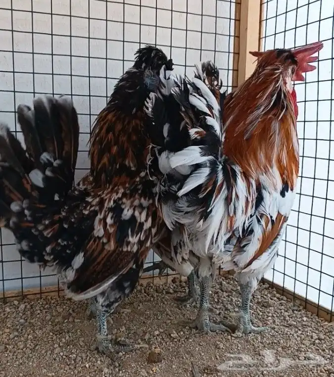 طقم حباحب مستوى ولون جميل ((( تم البيع ))) 11