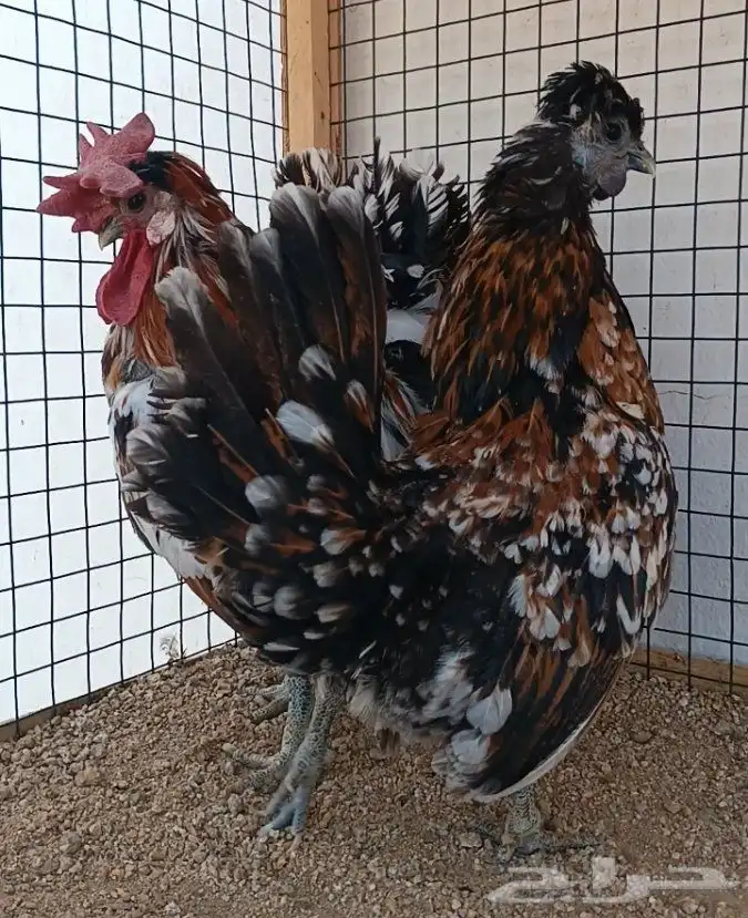 طقم حباحب مستوى ولون جميل ((( تم البيع ))) 17