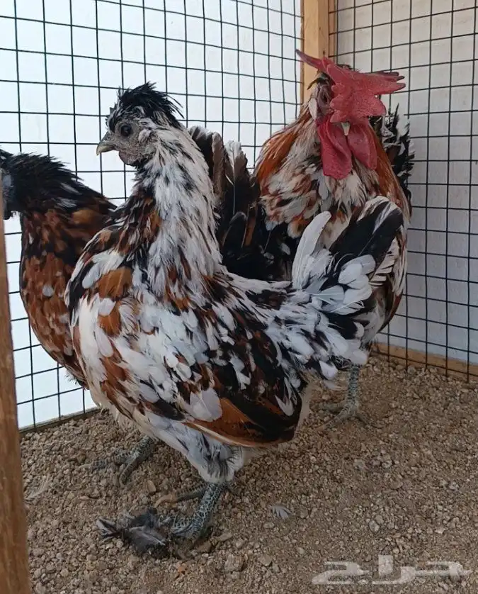 طقم حباحب مستوى ولون جميل ((( تم البيع ))) 3