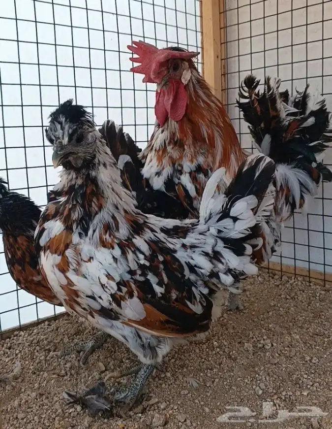 طقم حباحب مستوى ولون جميل ((( تم البيع ))) 1