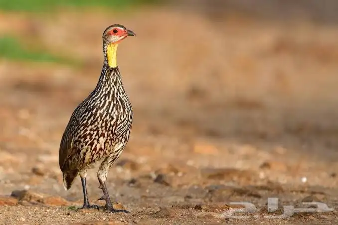 للبيع فروخ حجل الفرانكلين يلونيك(تم البيع) 4