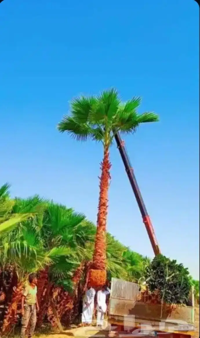 نخل زينه واشنطني أمريكي بجميع المقسات 3