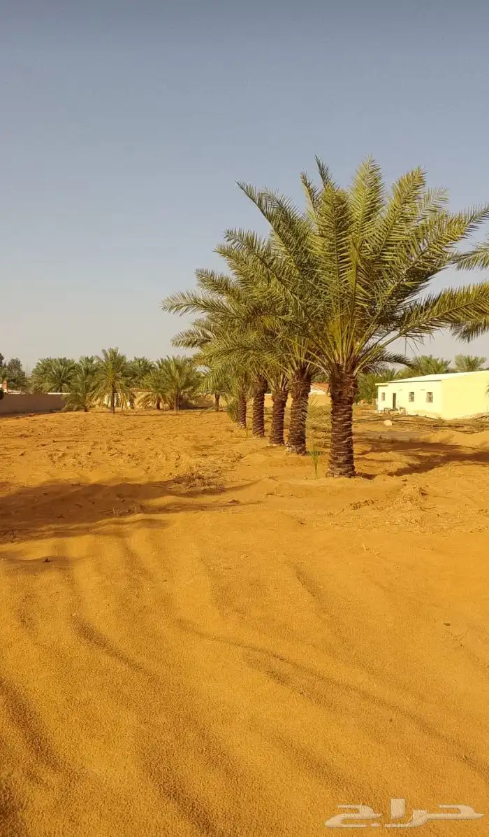نخل للبيع مكه جده الطايف نخل بجميع انواعها وجميع مقاساته 5