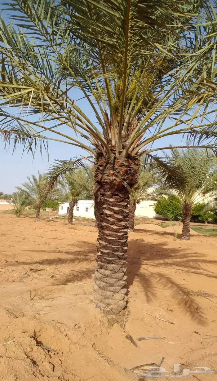نخل للبيع مكه جده الطايف نخل بجميع انواعها وجميع مقاساته 7
