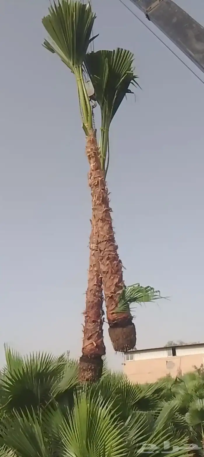 نخل زينه واشنطني أمريكي بجميع المقسات 5