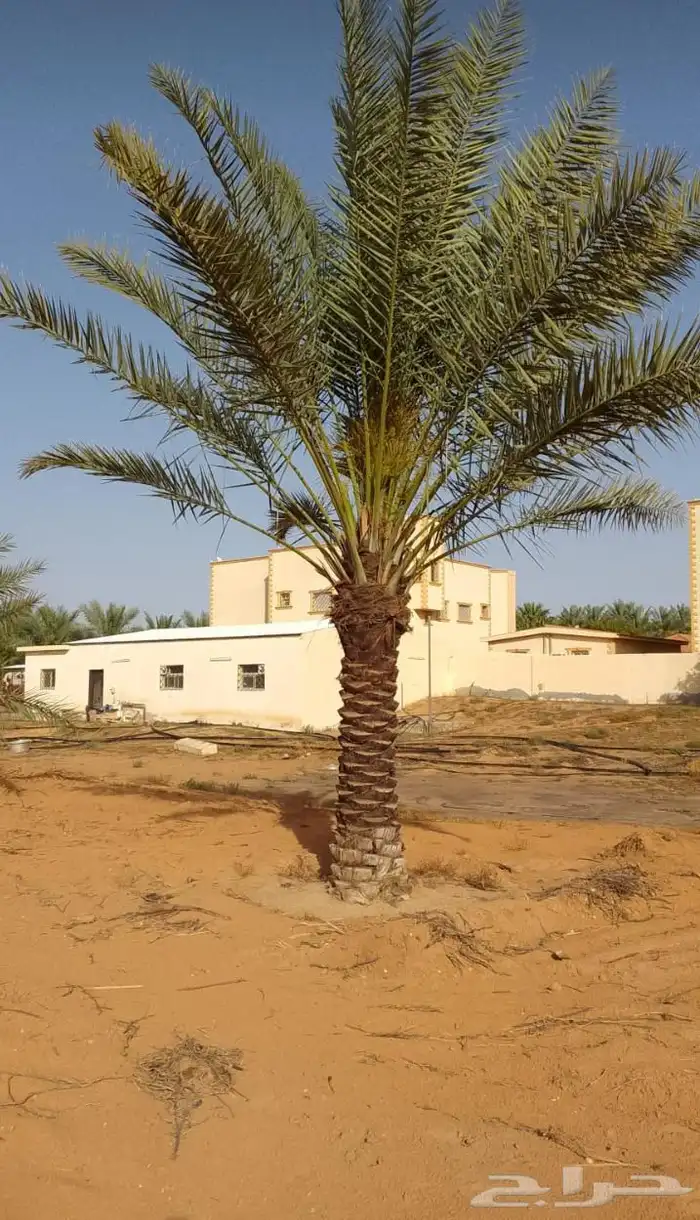 نخل للبيع مكه جده الطايف نخل بجميع انواعها وجميع مقاساته 9