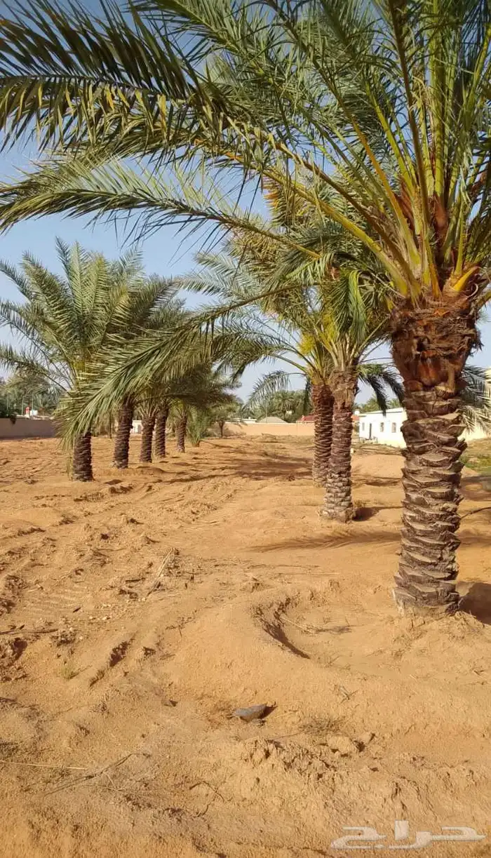 نخل للبيع مكه جده الطايف نخل بجميع انواعها وجميع مقاساته 6
