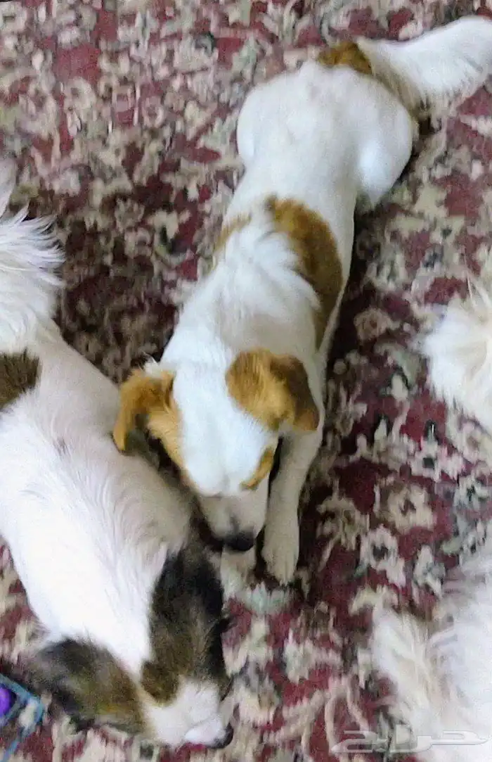 كلب للتبني 13