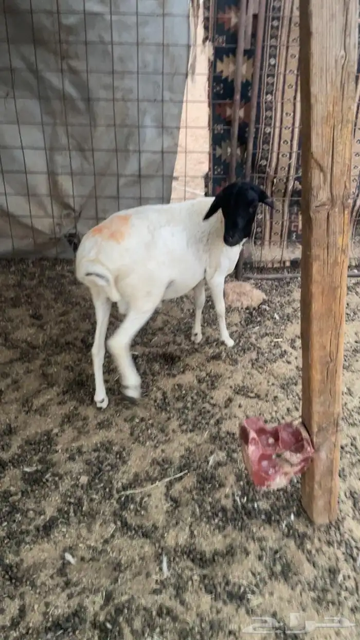 خروف بربري 1