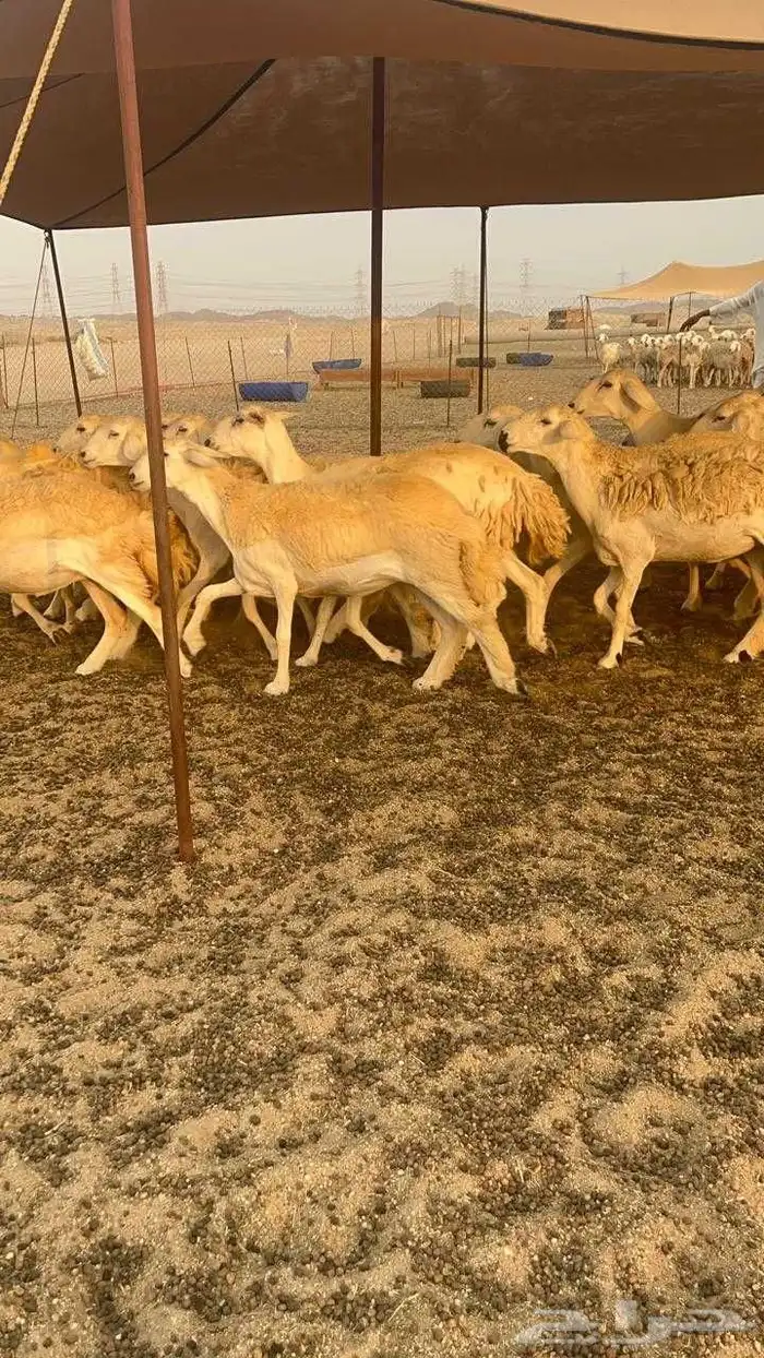 غنم حريات رخال حرش جذعه ثنيه رباع 9