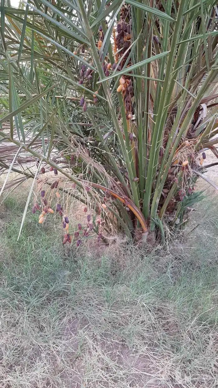 نخل طالع من المدينه اليوم علي البدع 3