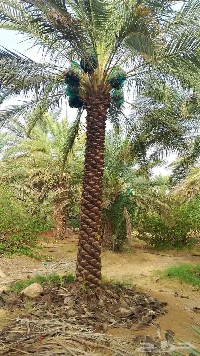 انخيل 1