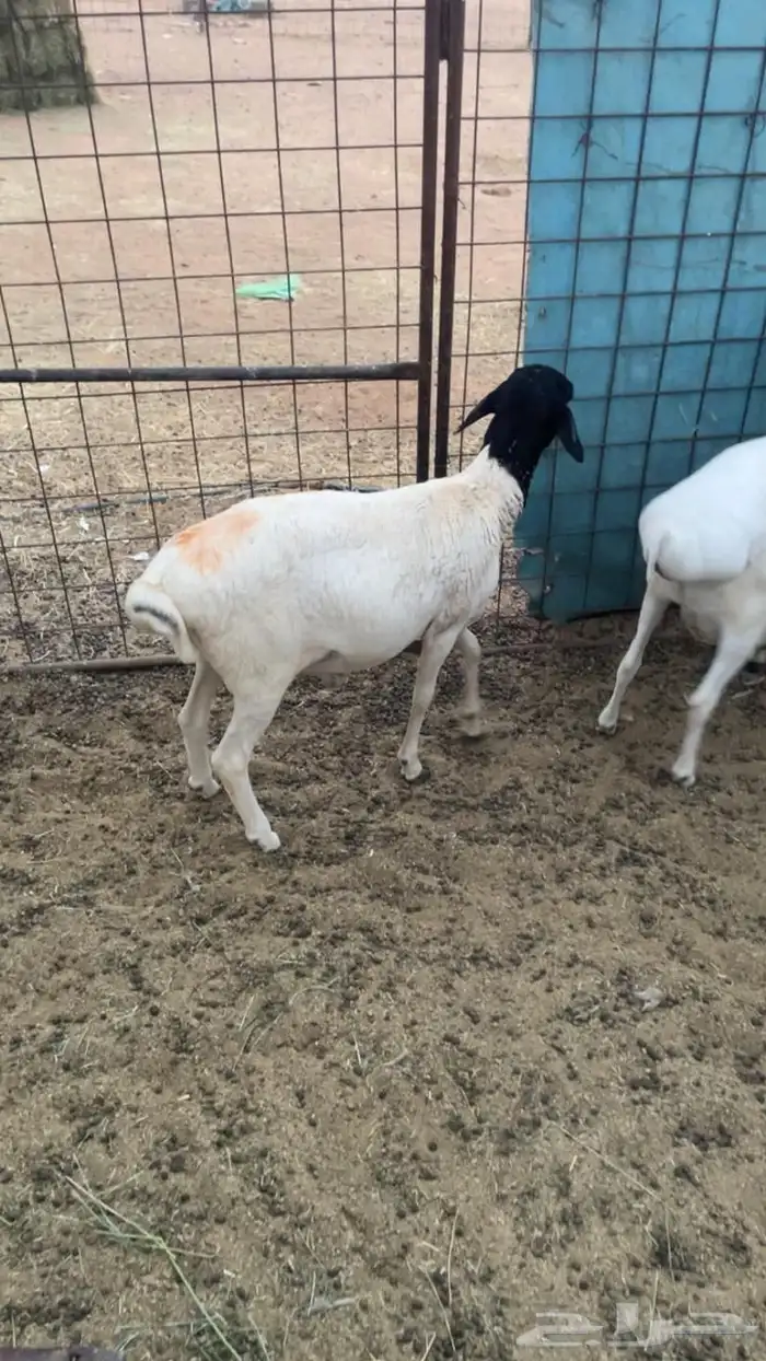 خروف بربري 2