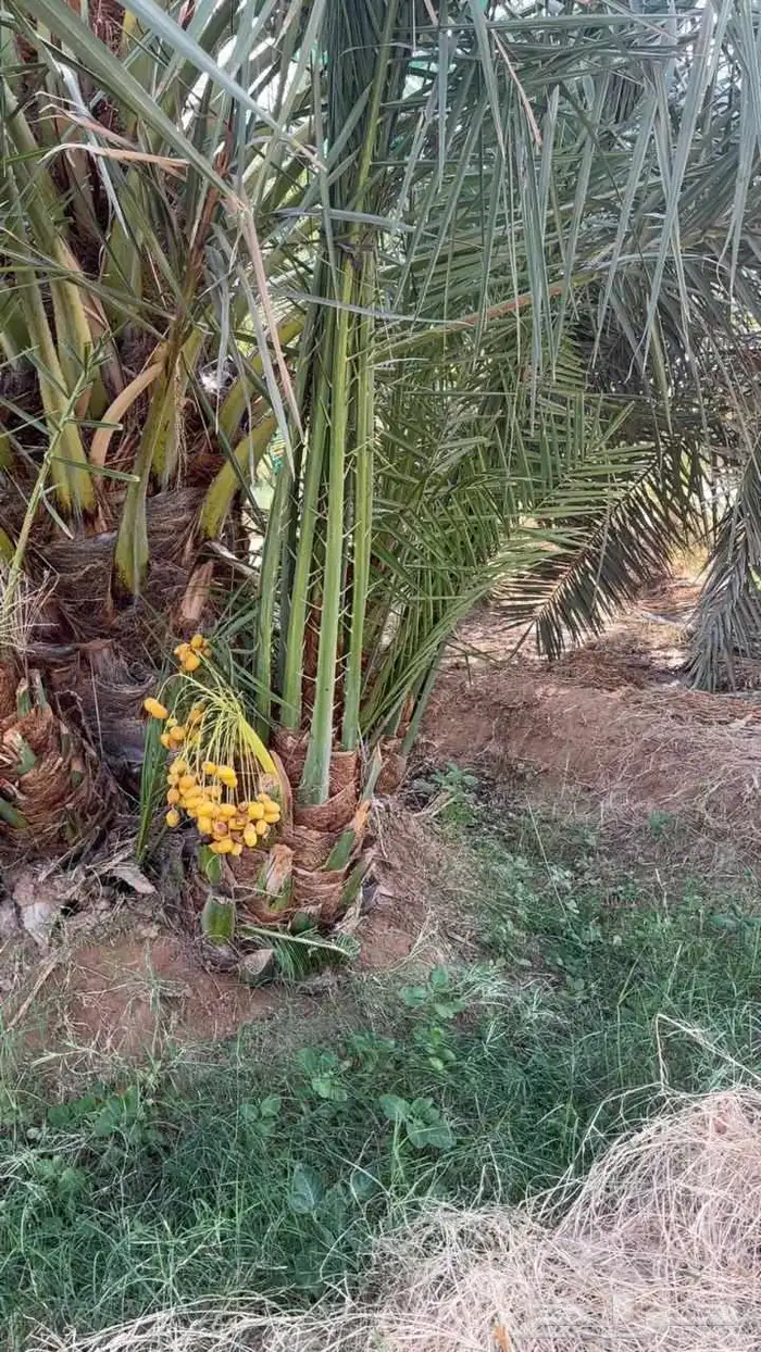 نخل مثمرة اخلاص برحي سكري صقعي مجدول 0
