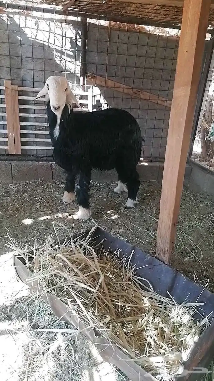 مشروع فحل نجدي 1