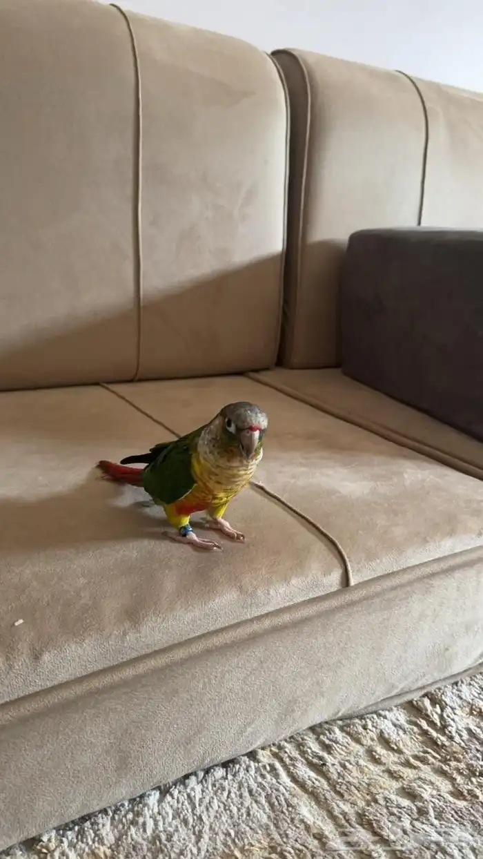 كنيور يلو سايد للبيع 0