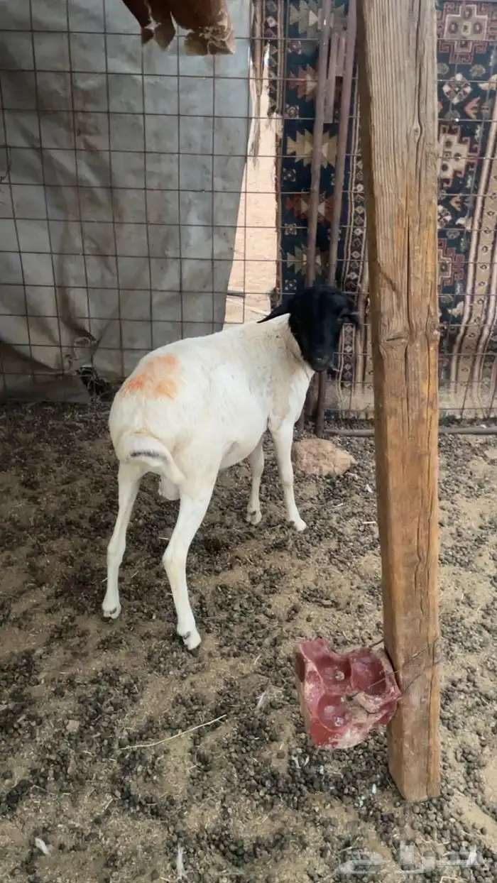 خروف بربري 0