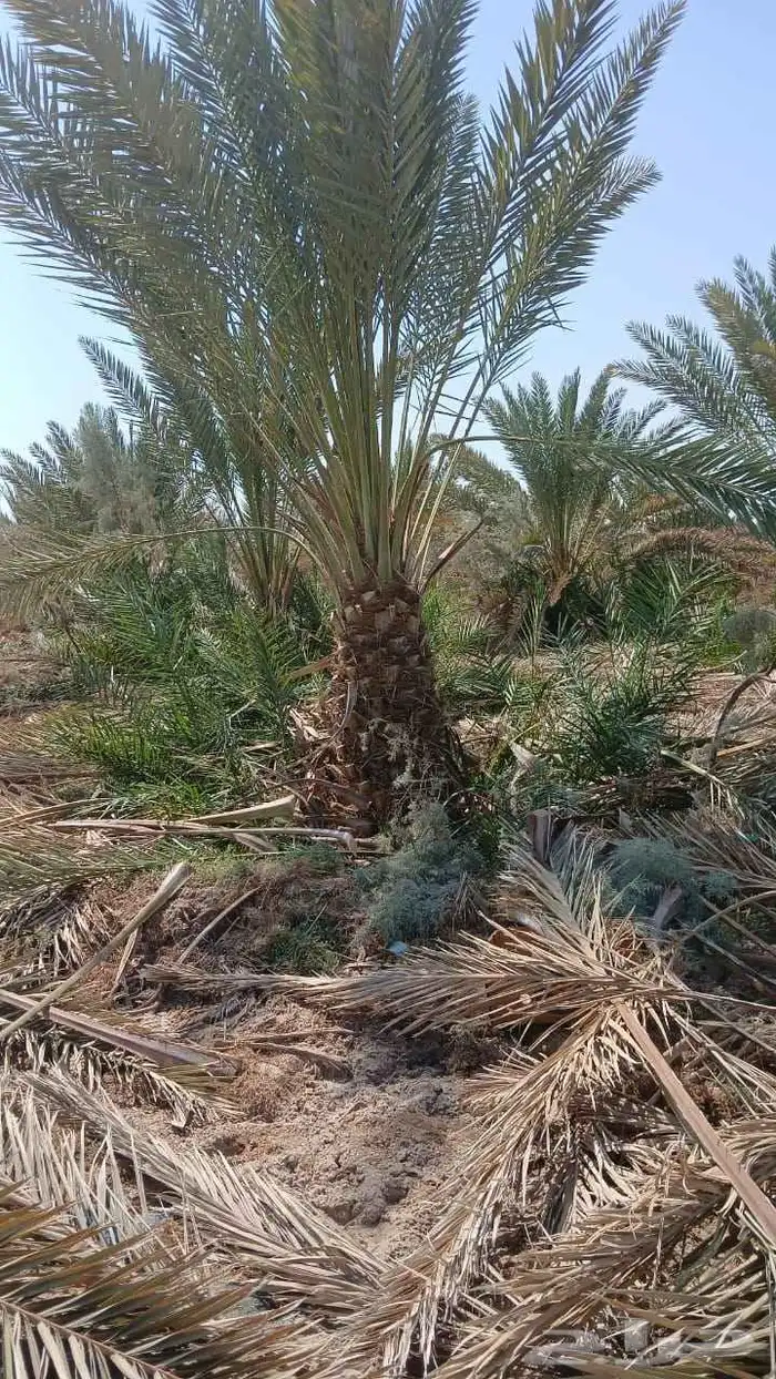نخل عربي 8