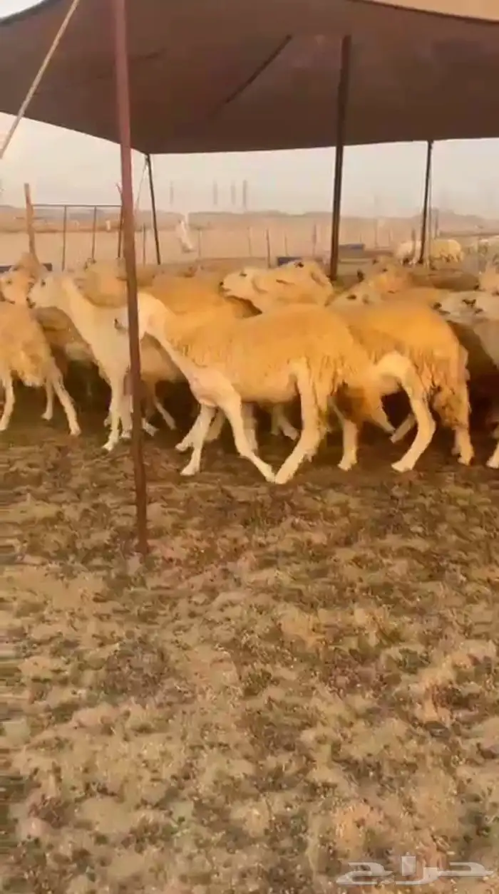 غنم حريات رخال حرش جذعه ثنيه رباع 7