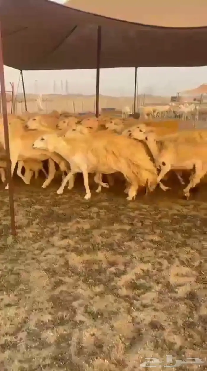 غنم حريات رخال حرش جذعه ثنيه رباع 1