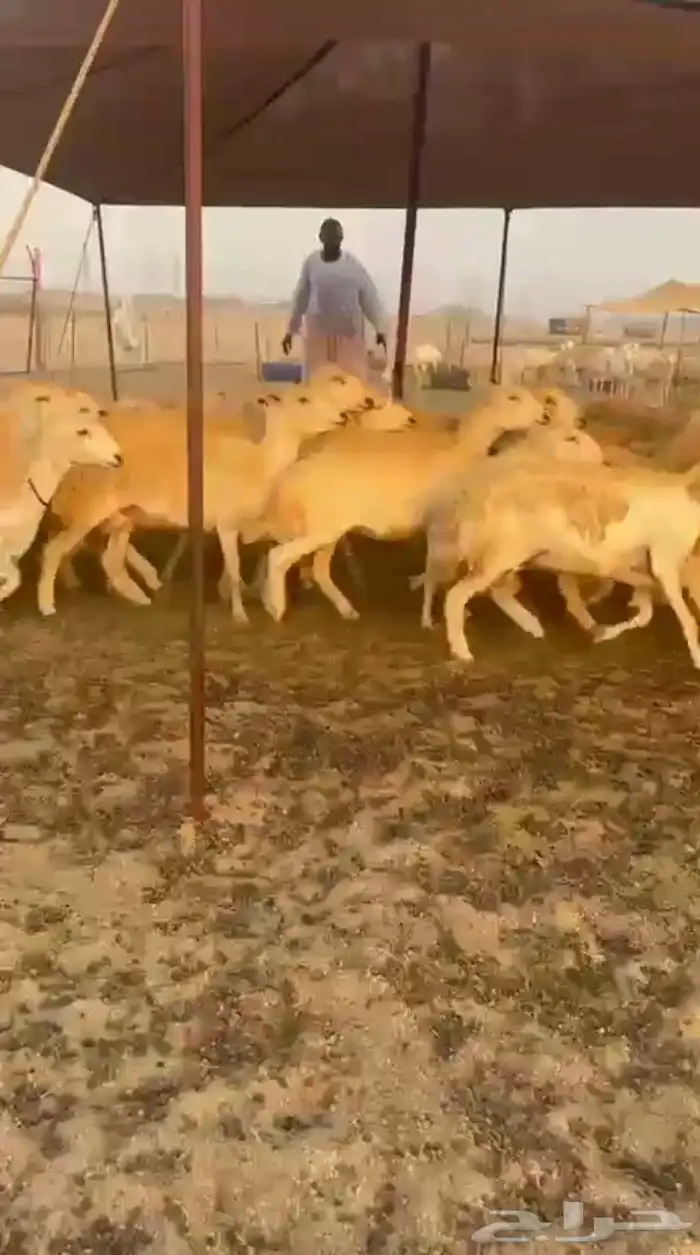 غنم حريات رخال حرش جذعه ثنيه رباع 2