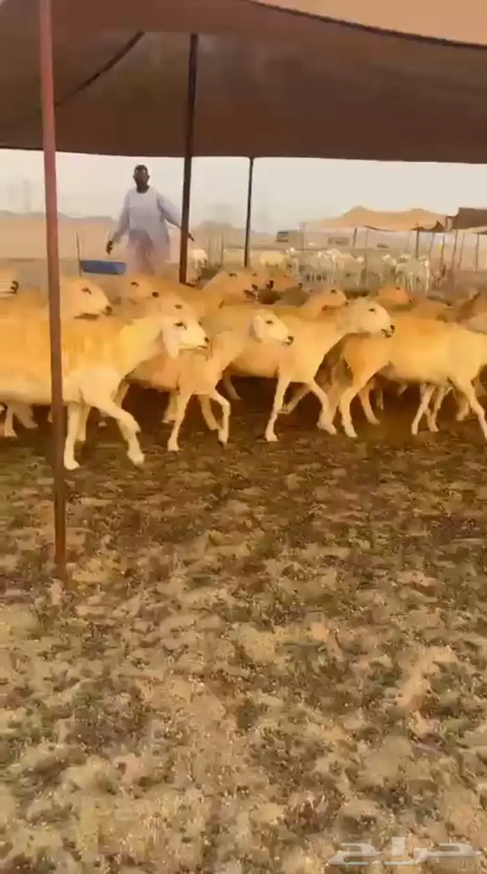 غنم حريات رخال حرش جذعه ثنيه رباع 0