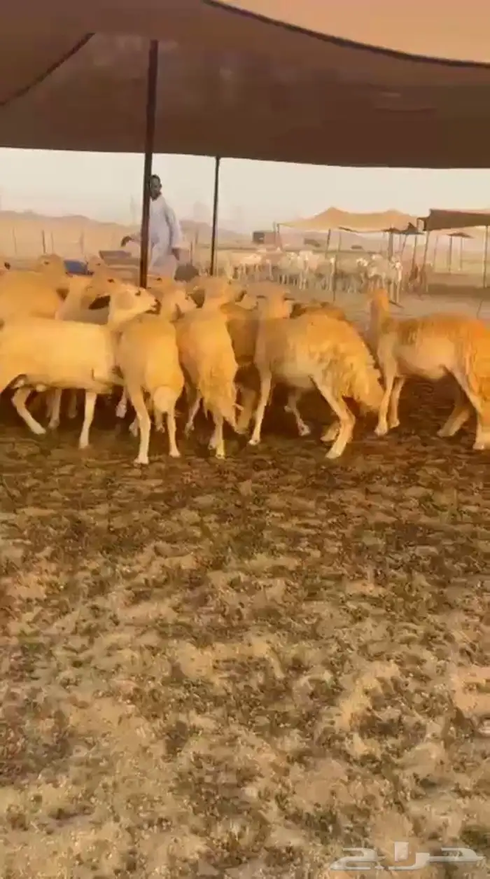 غنم حريات رخال حرش جذعه ثنيه رباع 4