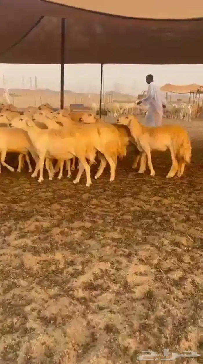 غنم حريات رخال حرش جذعه ثنيه رباع 3