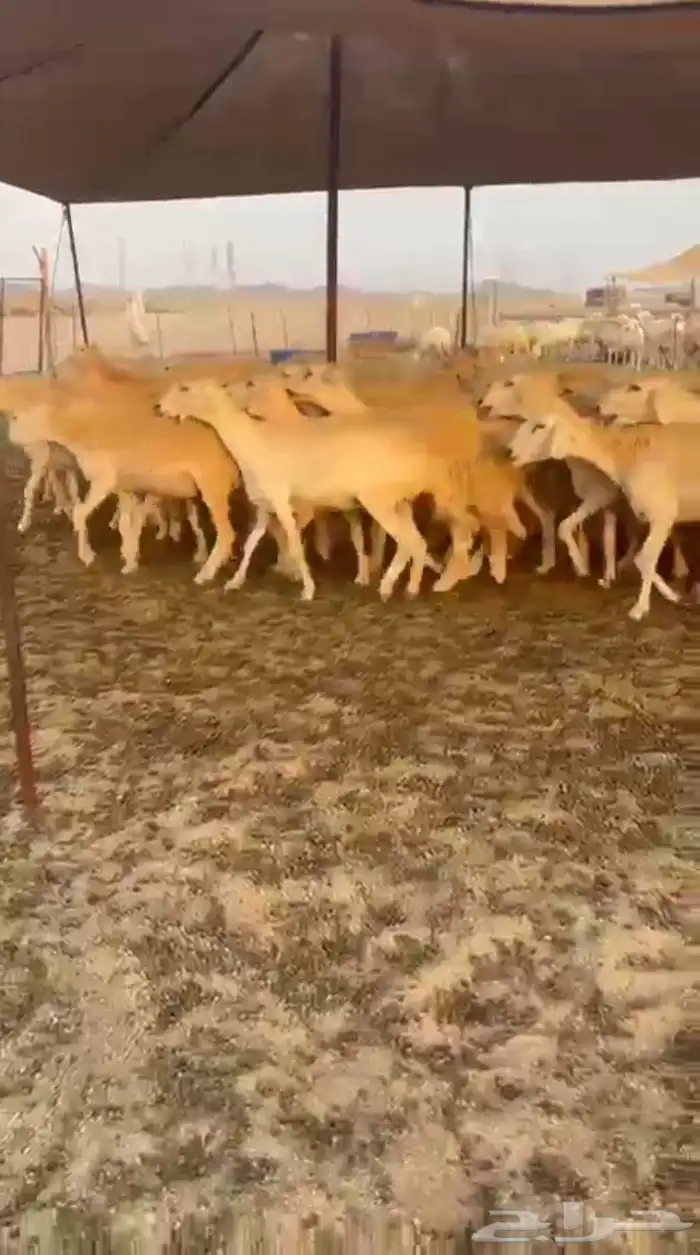 غنم حريات رخال حرش جذعه ثنيه رباع 8