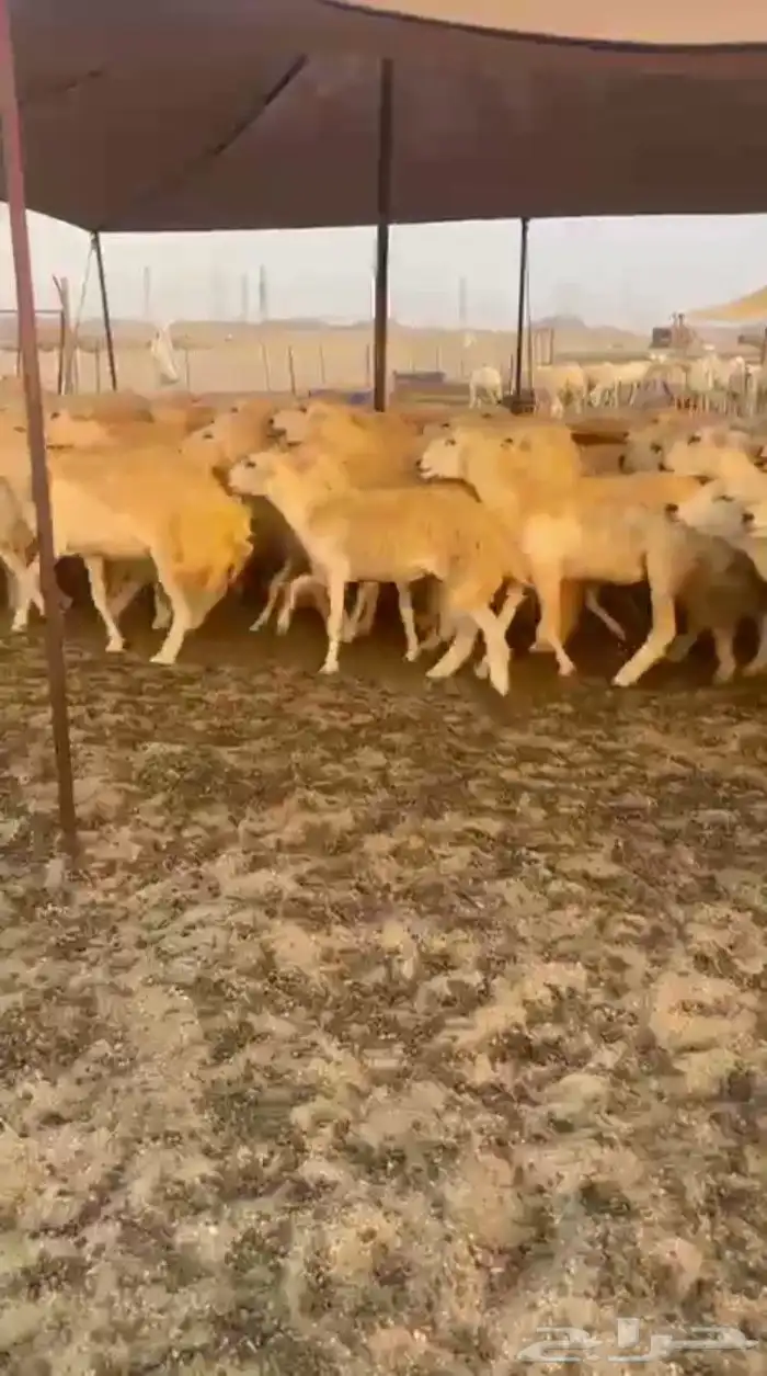 غنم حريات رخال حرش جذعه ثنيه رباع 5
