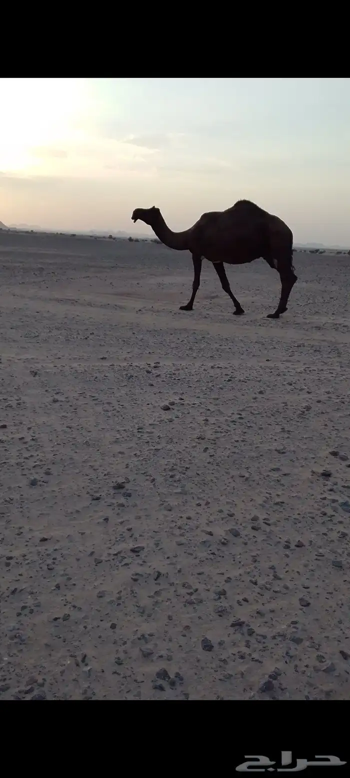 للبيع ناقه كفو 0