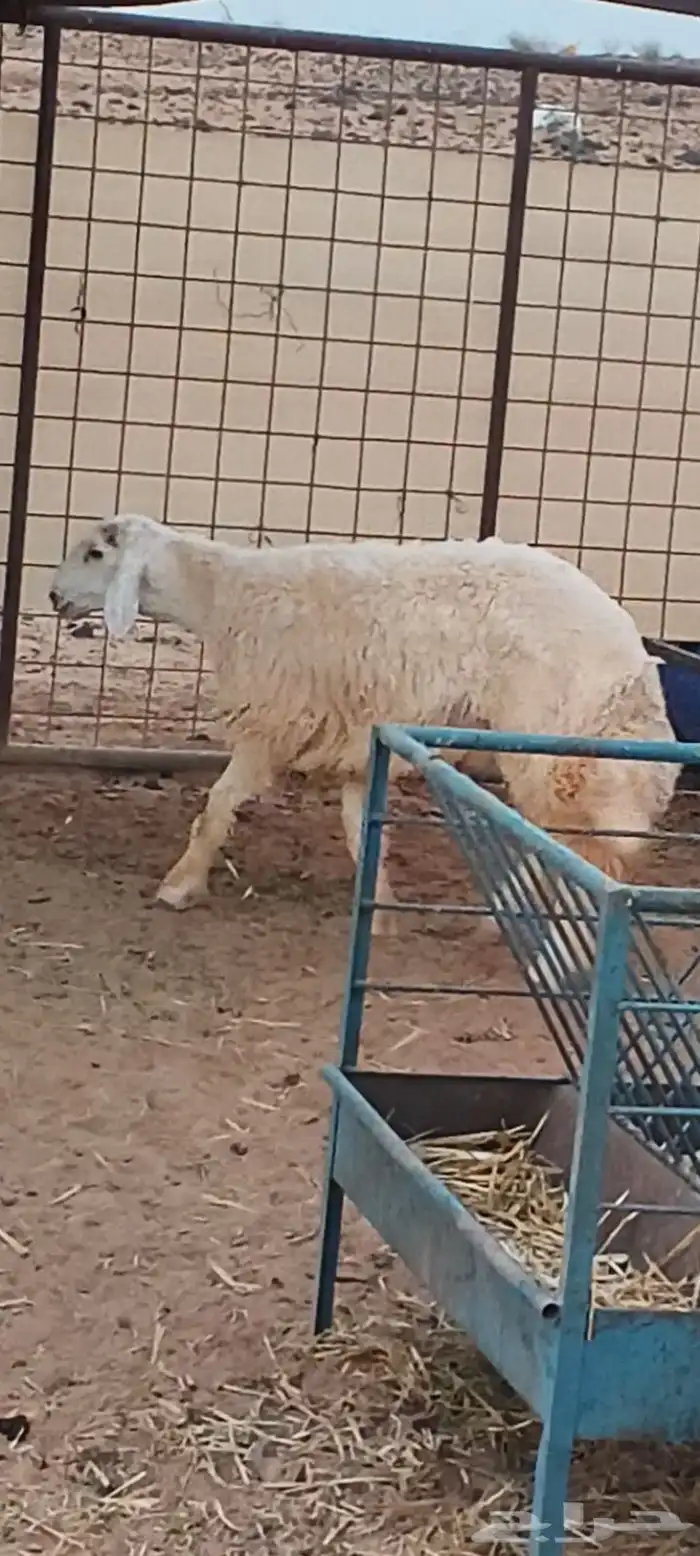 للبيع خروف طيب 0