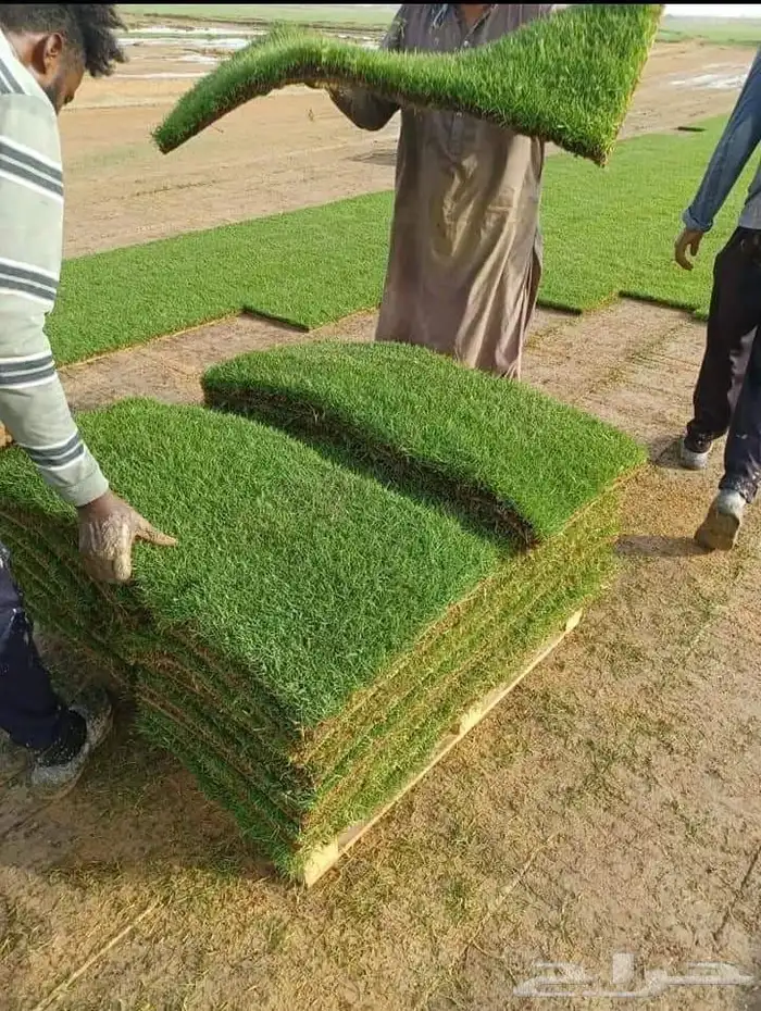 توريد وزرعه ثيل طبيعي وزراعه نخيل زيته وشنطن 2