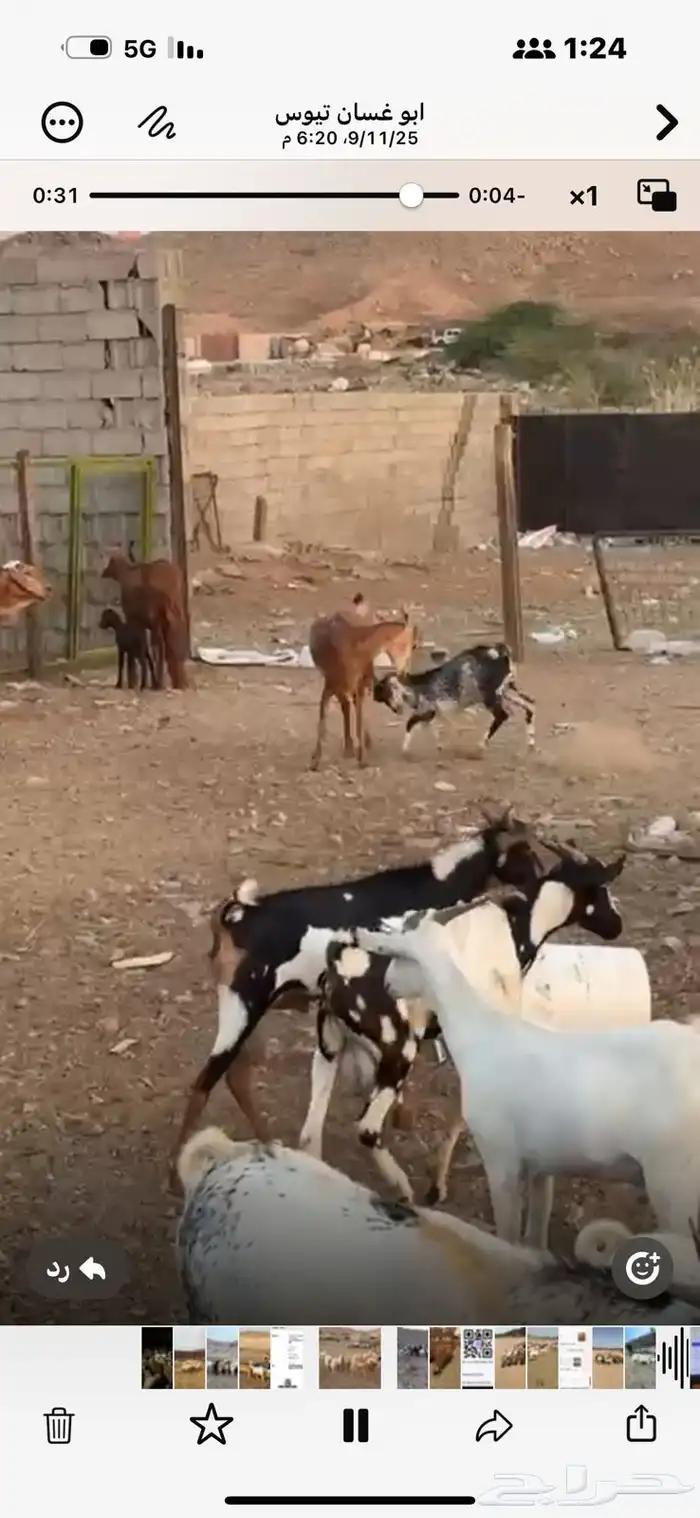 تيوس لباني حضرمي 3