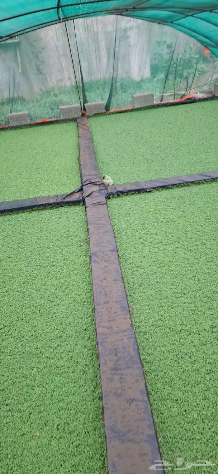 ازولا للبيع 1