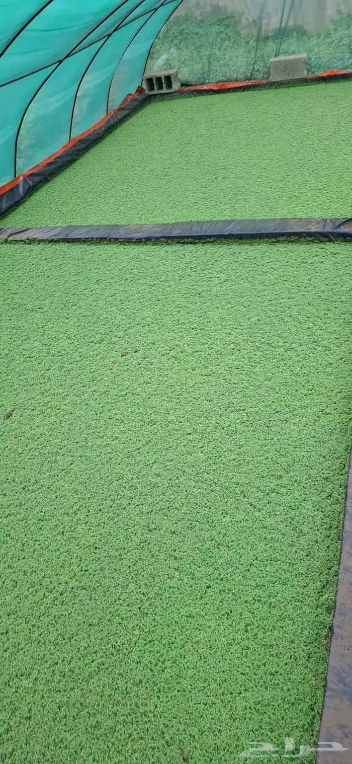 ازولا للبيع 0