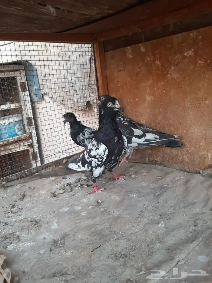 حمام بكستاني 0