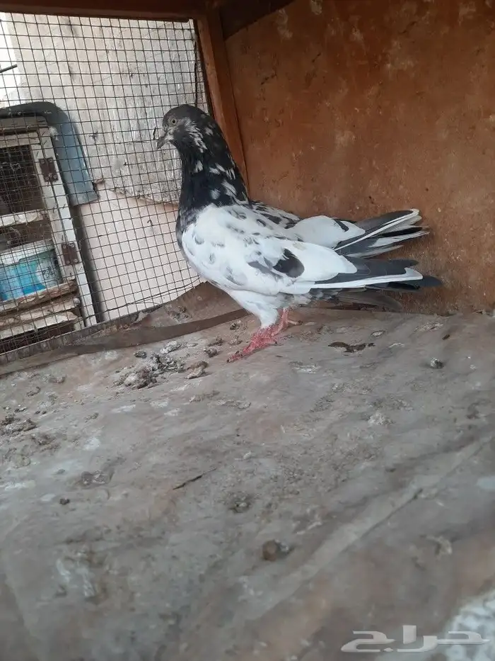 حمام بكستاني 4