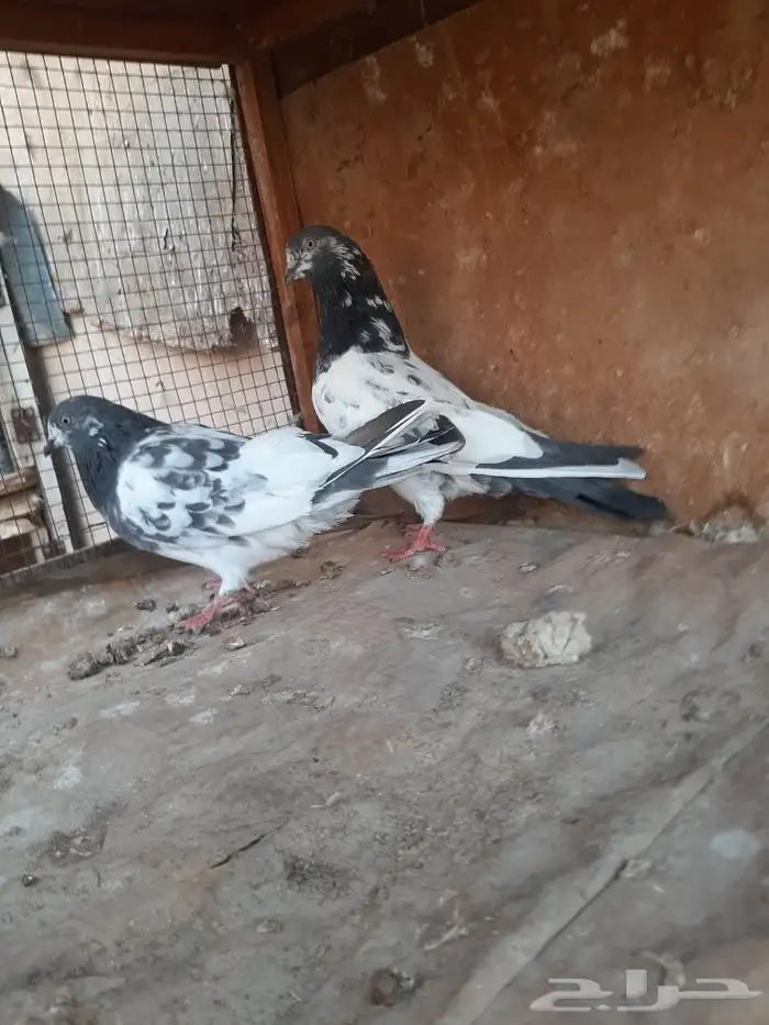 حمام بكستاني 3