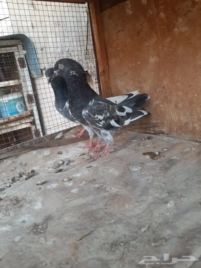 حمام بكستاني 8