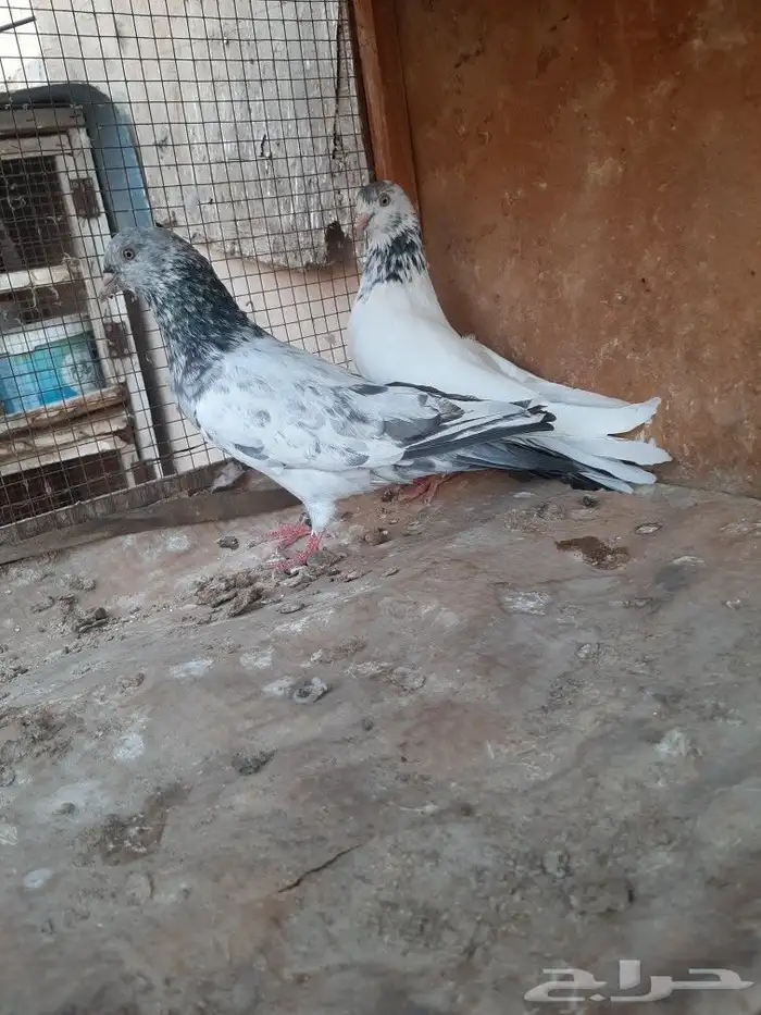 حمام بكستاني 10