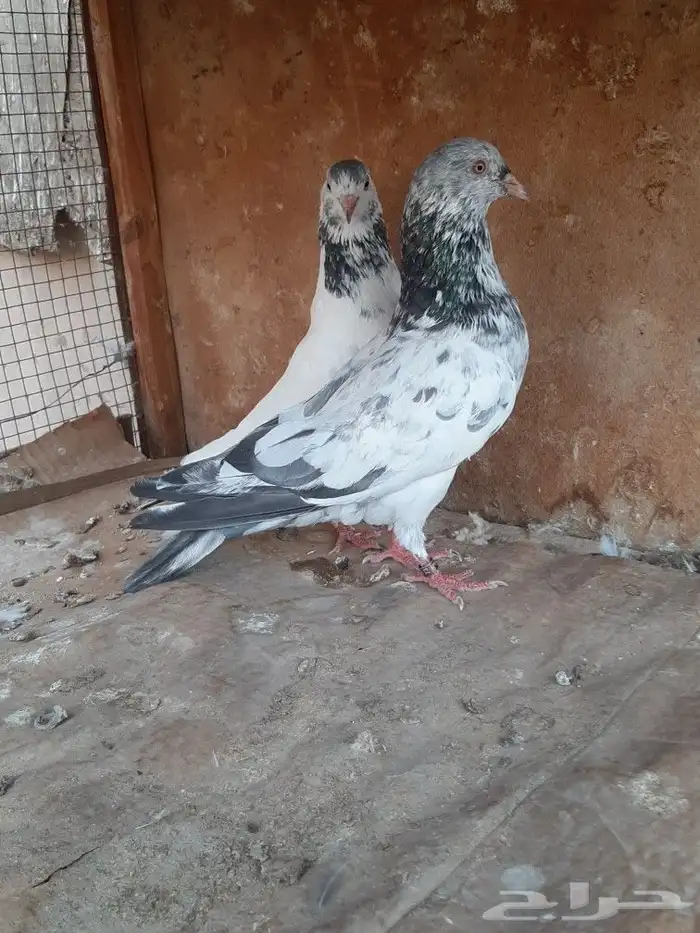 حمام بكستاني 11