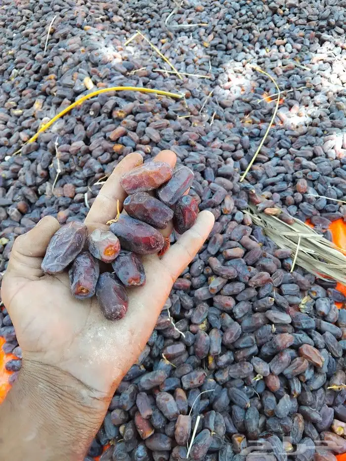 يوجد لدينا عمال صرام ومنقي بلكرتون 1