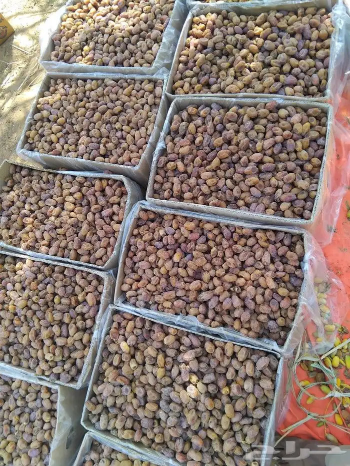 يوجد لدينا عمال صرام ومنقي بلكرتون 4