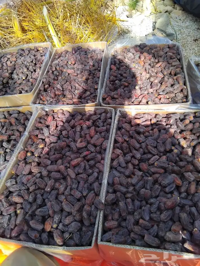 يوجد لدينا عمال صرام ومنقي بلكرتون 3