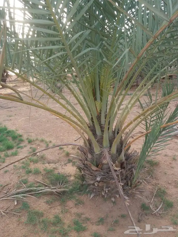 يوجد لدي نخيل انواع ممتازه سلطانه وهلالي وحلوه وروثانه وونان 1