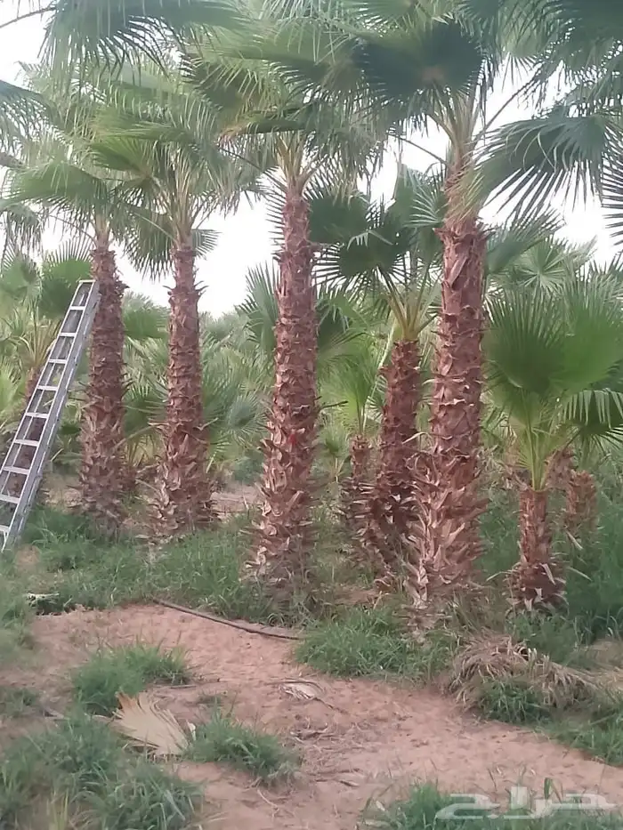 توريد وزرعه ثيل طبيعي وزراعه نخيل زيته وشنطن 3