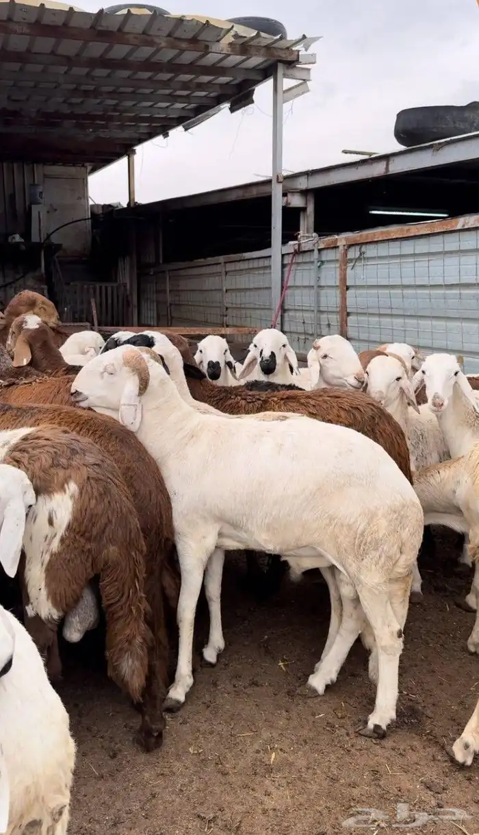 طليان وخرفان سواكني 1