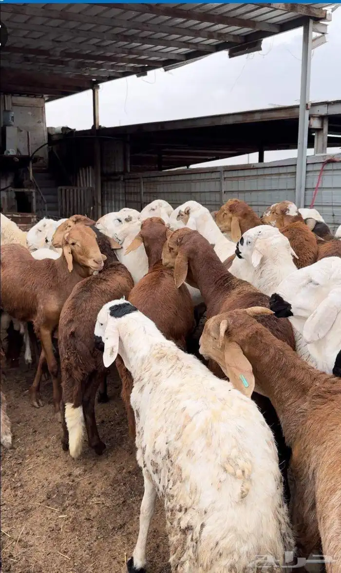 طليان وخرفان سواكني 0